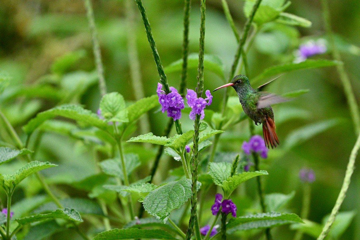 Rufous-tailed Hummingbird - ML646605863