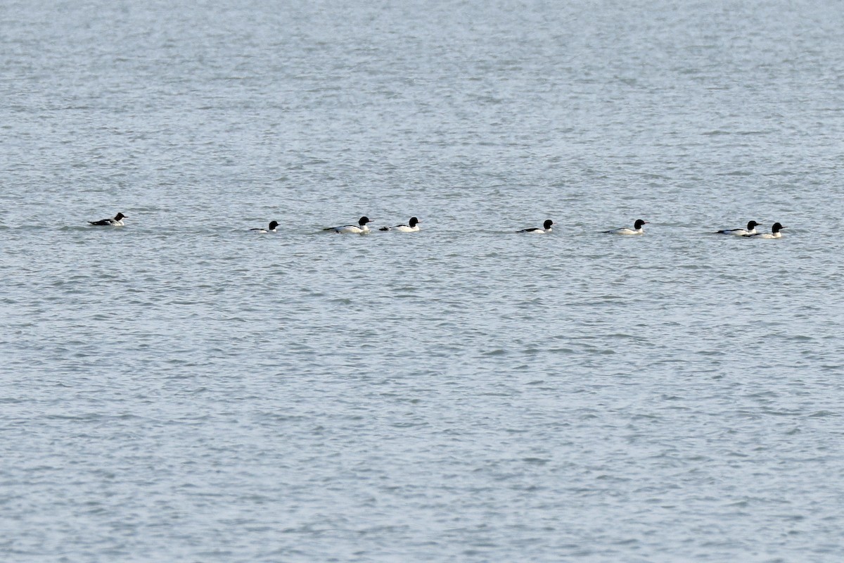 Хумхин бохио - ML646605864