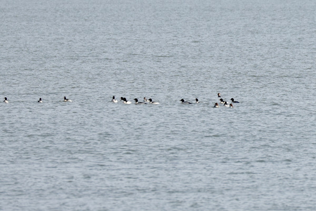 Хумхин бохио - ML646605865