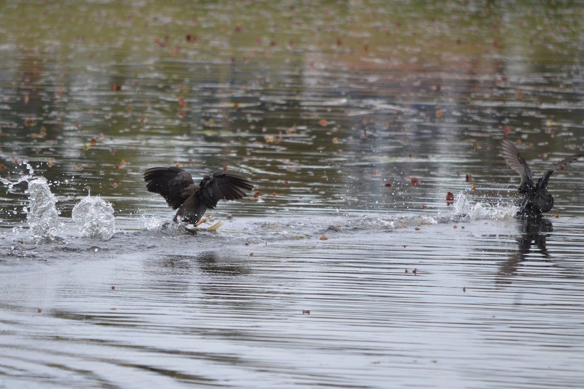 Dusky Moorhen - ML646605866