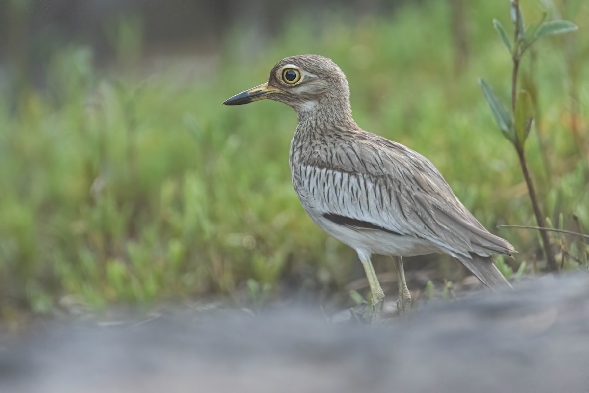 Лежень річковий - ML646605867