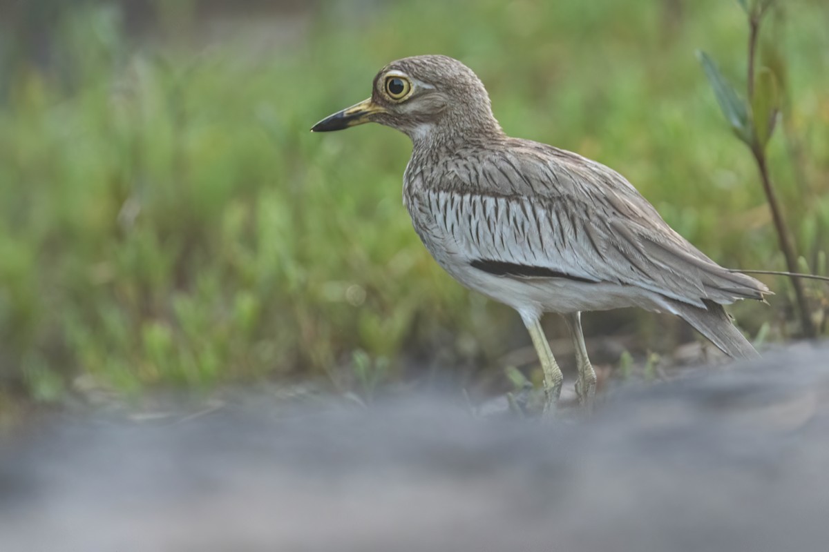 Лежень річковий - ML646605868