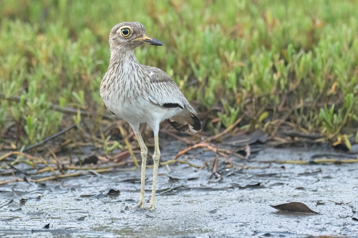 Лежень річковий - ML646605869
