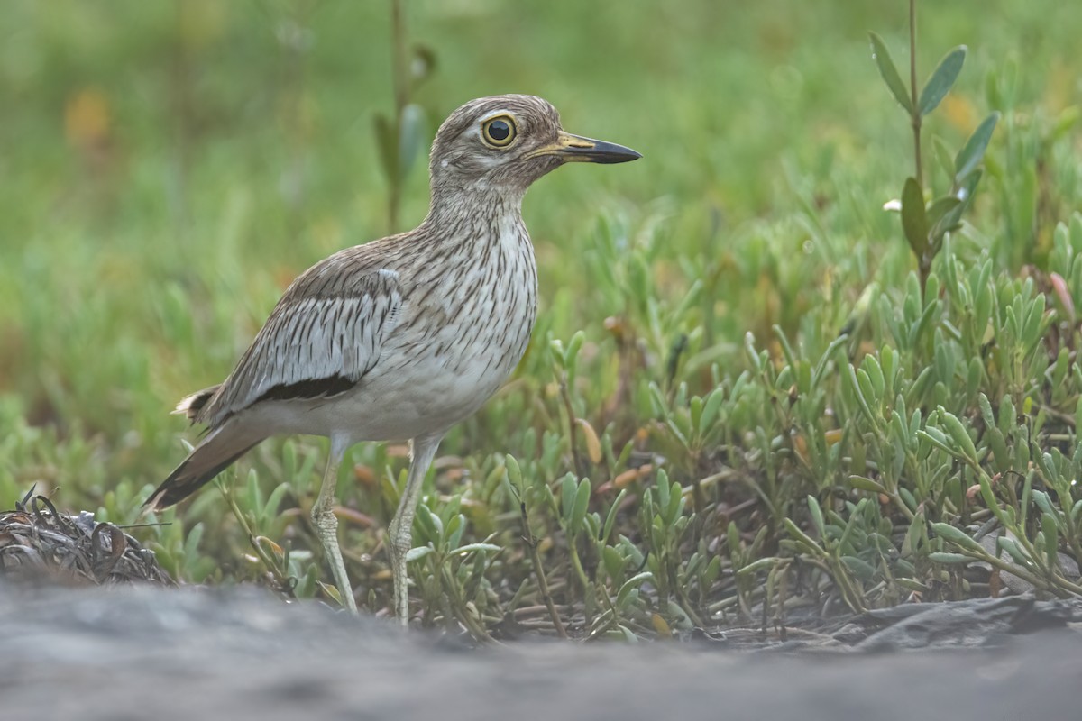Лежень річковий - ML646605870