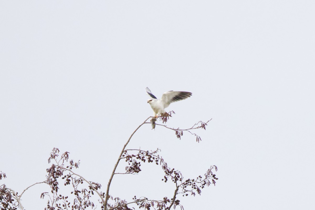 Black-winged Kite - ML646605872