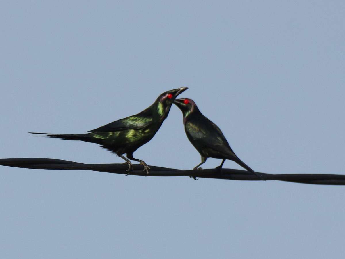 Metalik Sığırcık - ML646605874