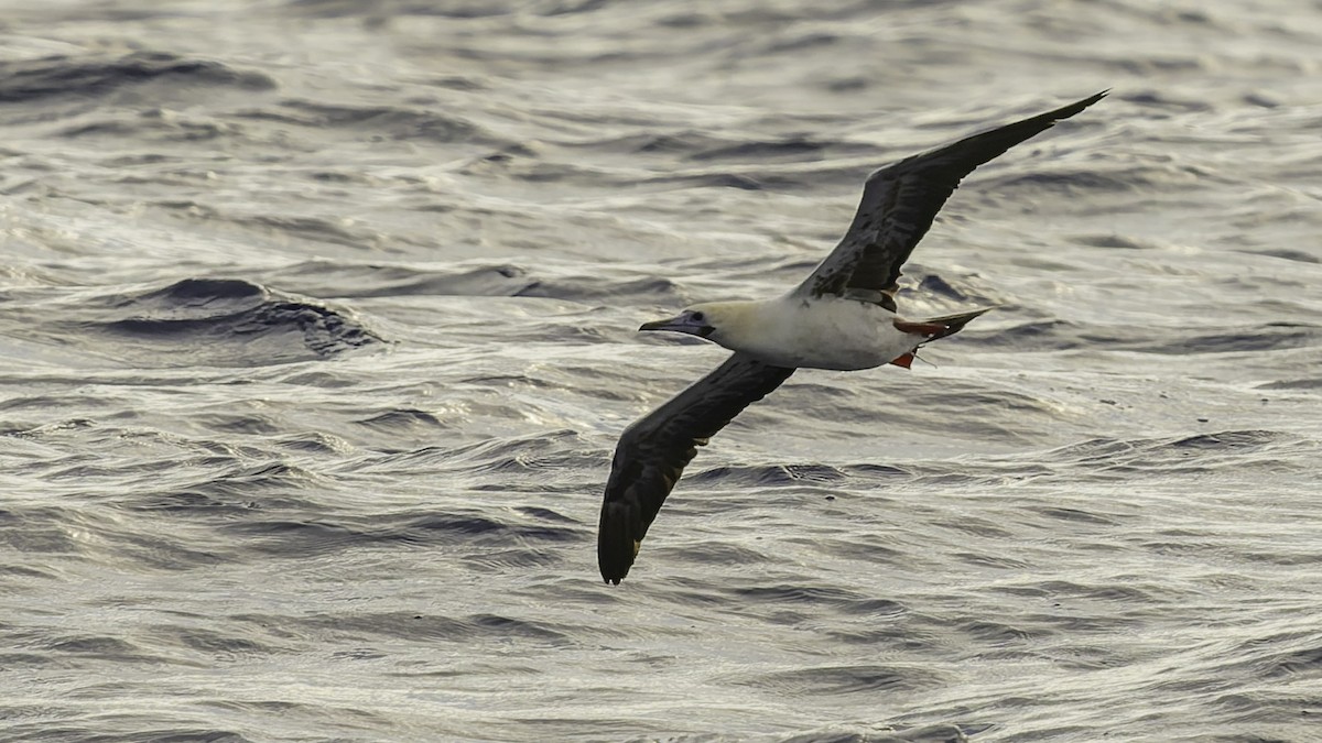 סולה אדומת-רגל - ML646605875