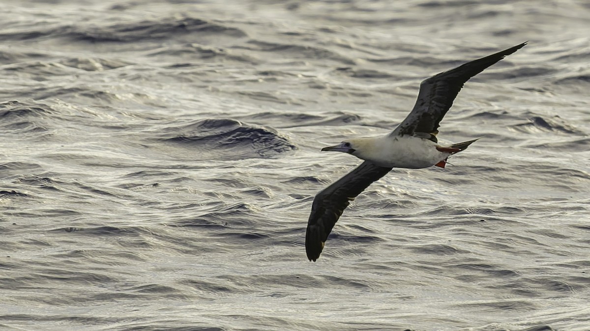 סולה אדומת-רגל - ML646605876