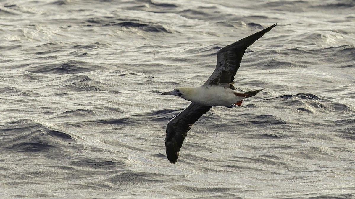 Zanga hankagorria - ML646605877