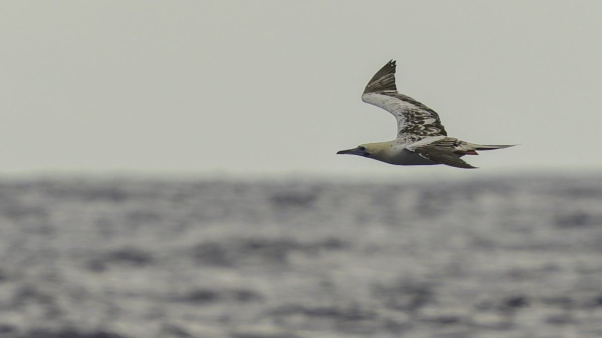 סולה אדומת-רגל - ML646605878