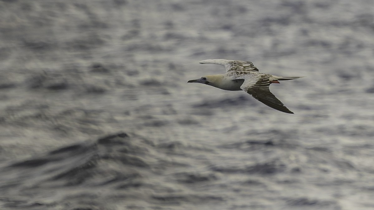 סולה אדומת-רגל - ML646605879