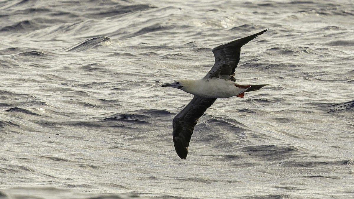 Zanga hankagorria - ML646605880