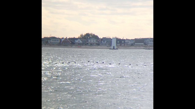 Black Scoter - ML646605882