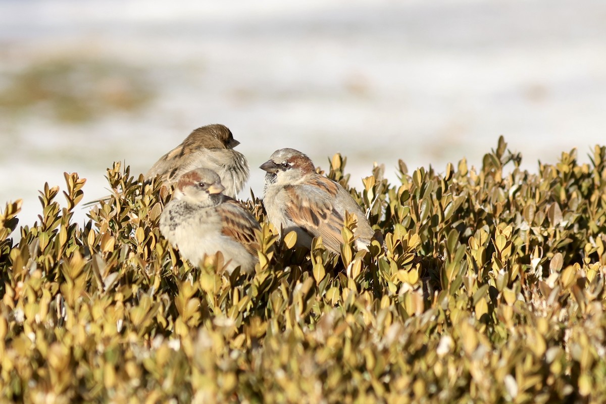 Оронгийн бор шувуу - ML646605883