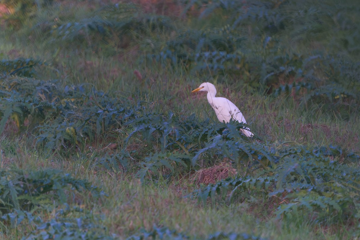Western Cattle-Egret - ML646605884