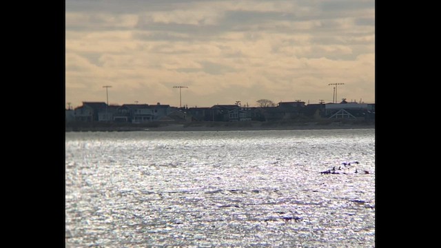 Black Scoter - ML646605885