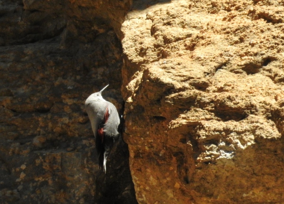 Wallcreeper - ML646605887