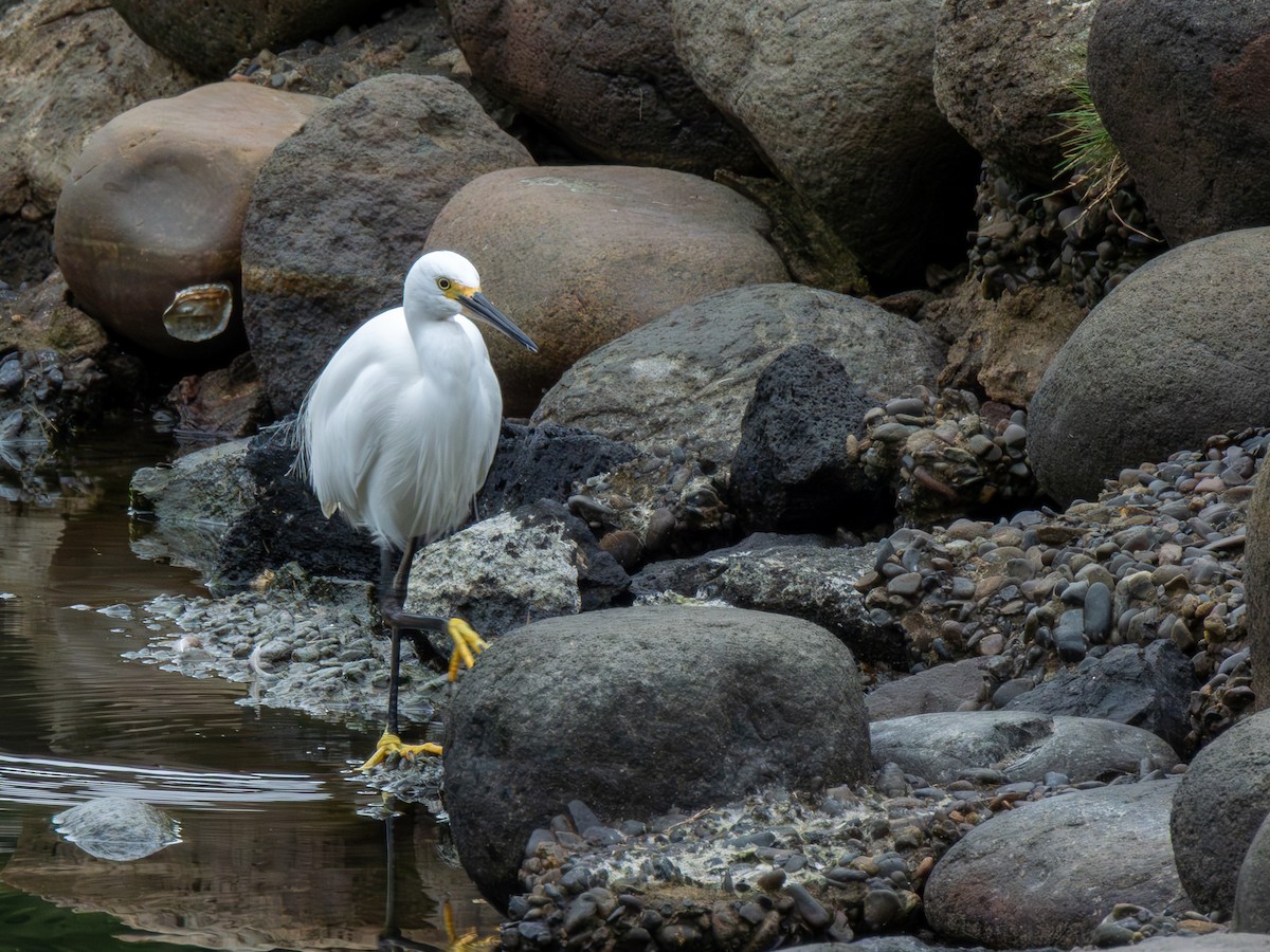 silkehegre (garzetta) - ML646605897