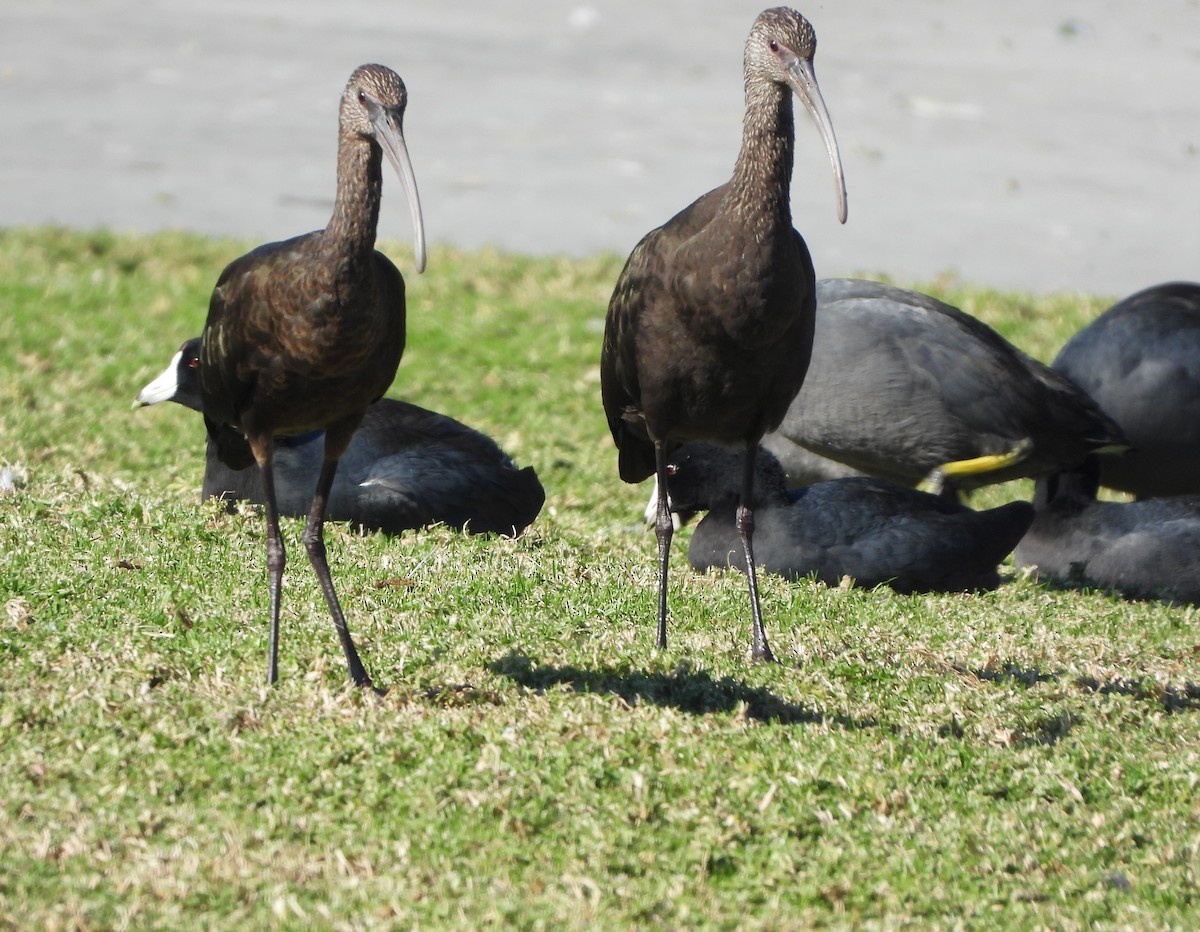 Beltzaran musuzuria - ML646605898