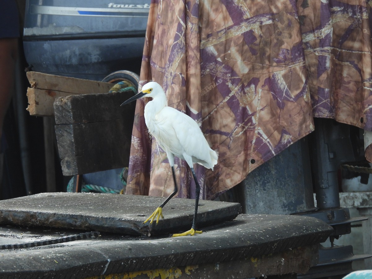 Snowy Egret - ML646605899