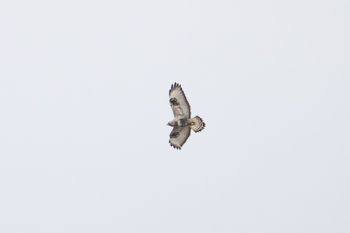 Rough-legged Hawk - ML646605901