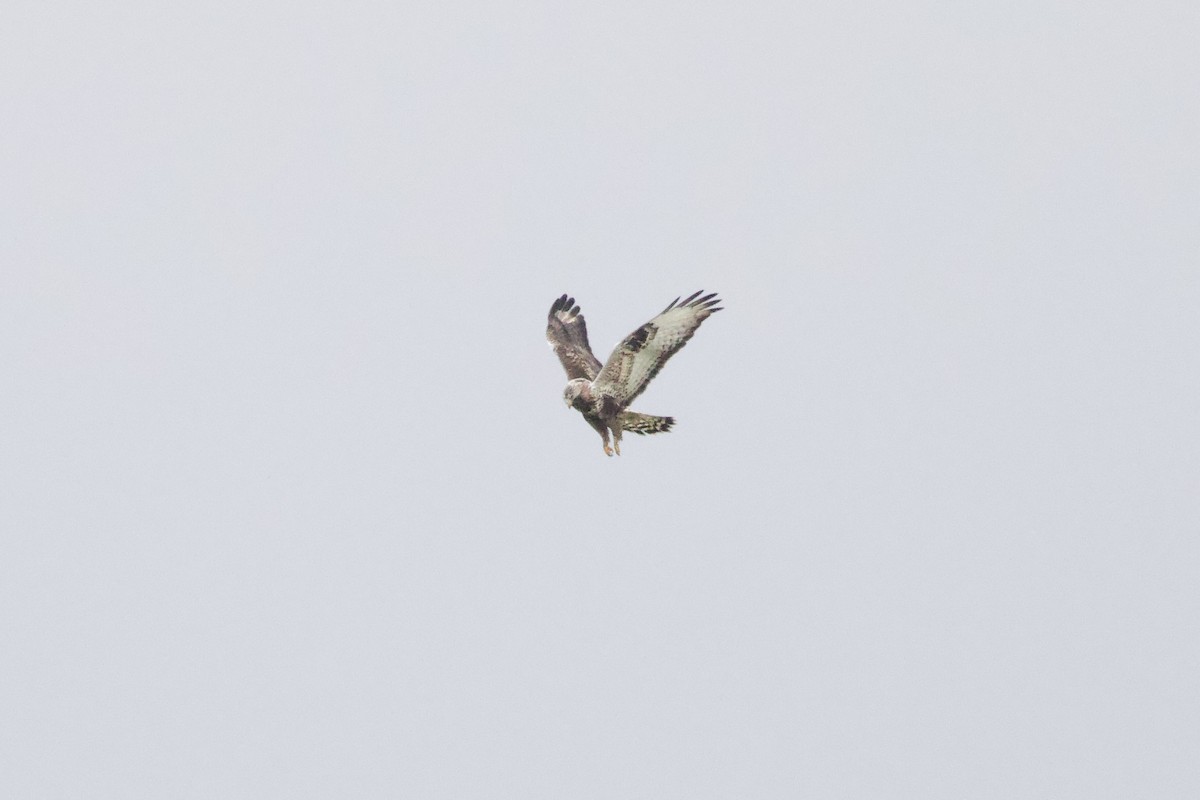 Rough-legged Hawk - ML646605902