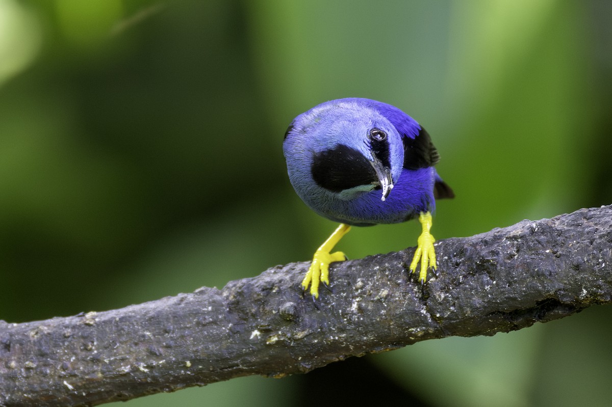 Shining Honeycreeper - ML646605904