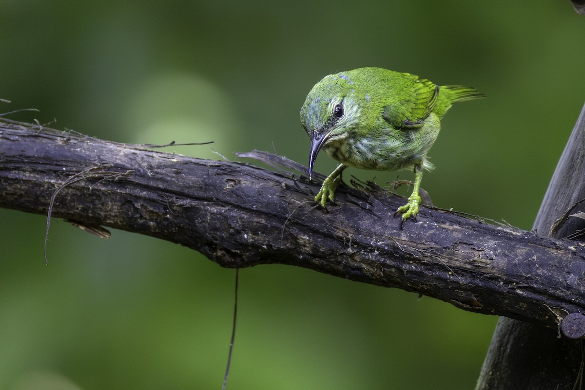 Shining Honeycreeper - ML646605905