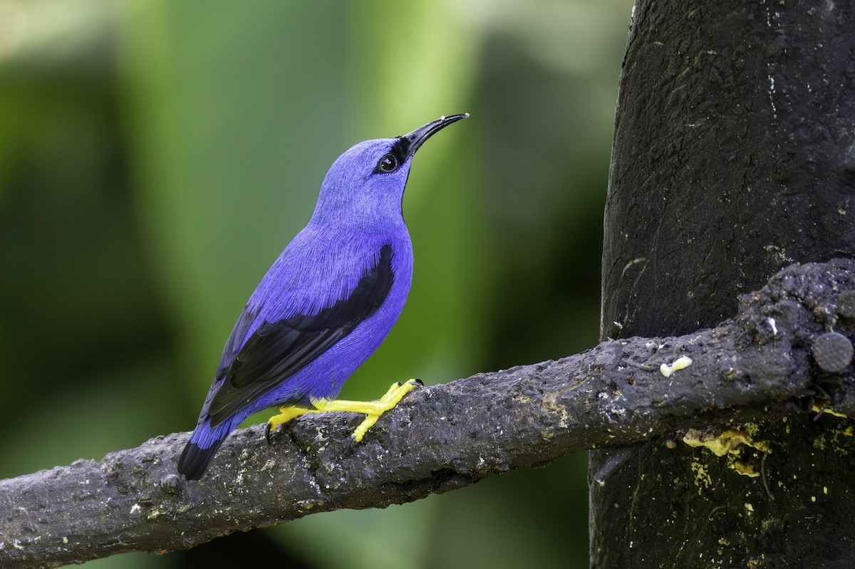 Shining Honeycreeper - ML646605906