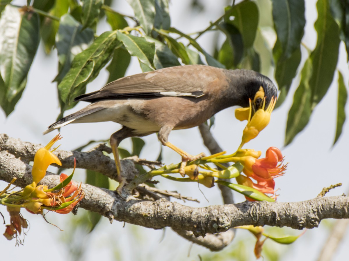 Çiğdeci - ML646605907