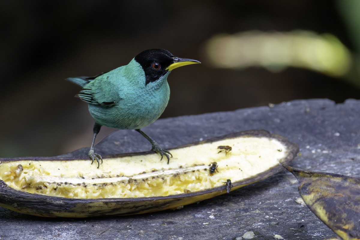 Green Honeycreeper - ML646605911