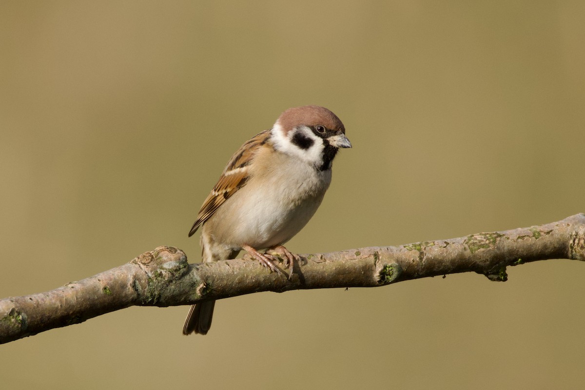 Eurasian Tree Sparrow - ML646605912