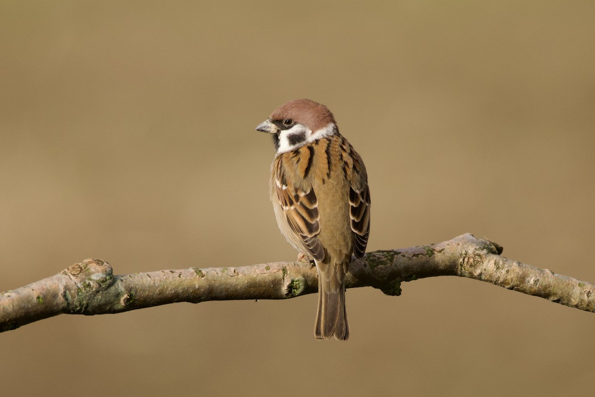 Eurasian Tree Sparrow - ML646605913