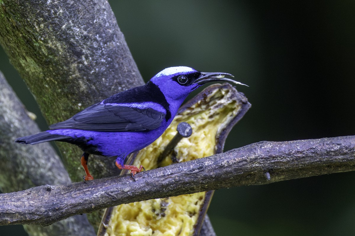 Red-legged Honeycreeper - ML646605914