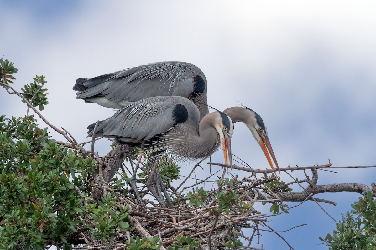 herodiashegre - ML646605917