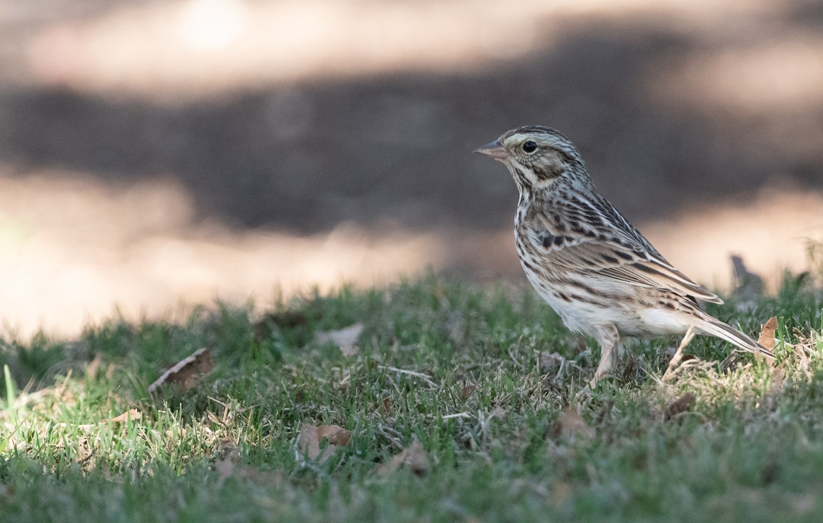 Savannah Sparrow - ML646605920
