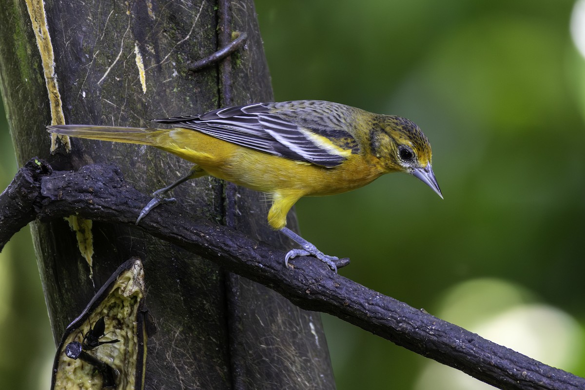 Baltimore Oriole - ML646605922