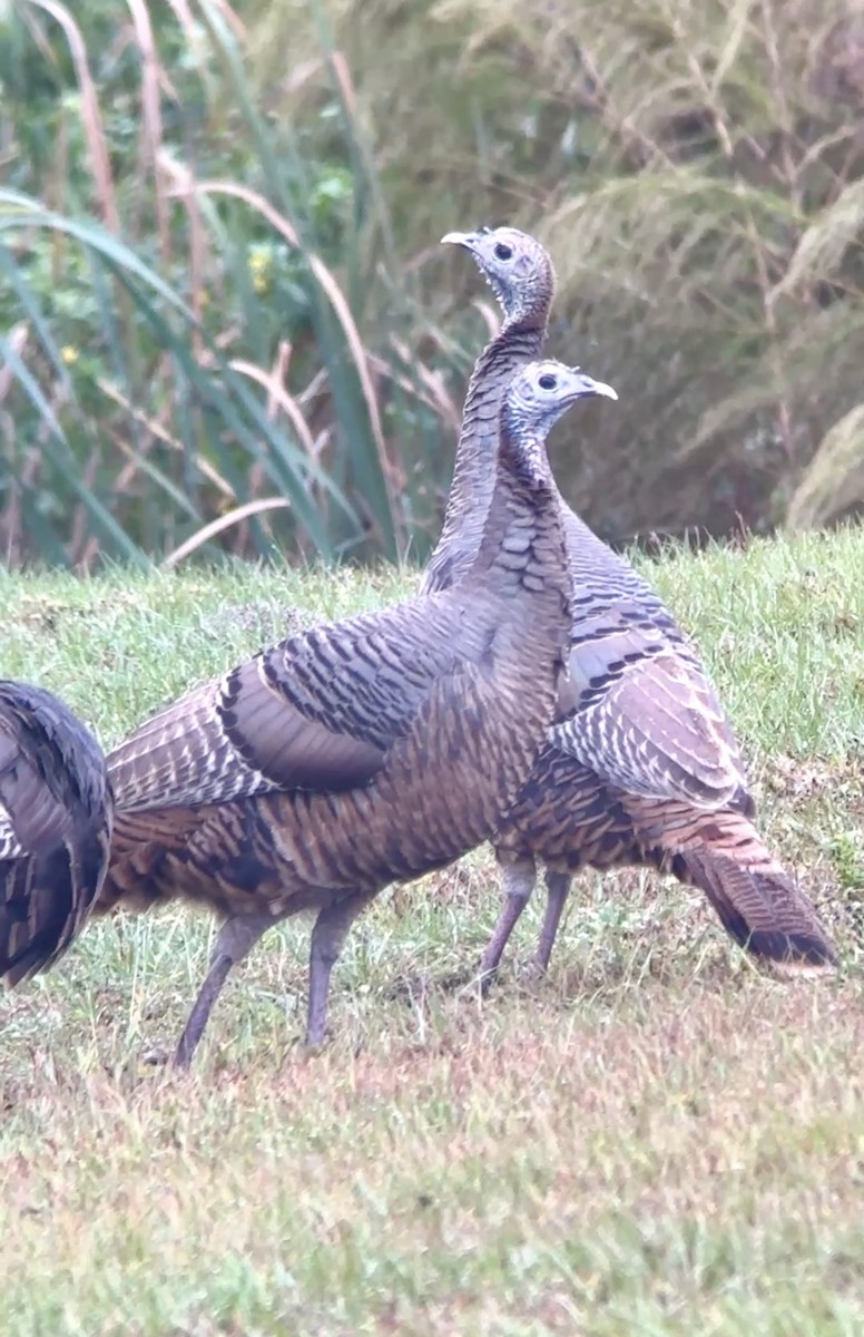 Wild Turkey - ML646605924