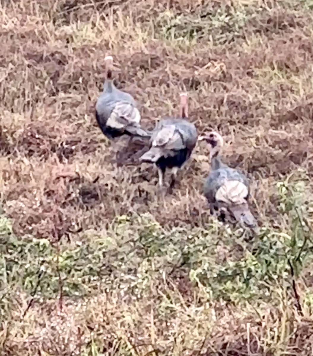 Wild Turkey - ML646605925