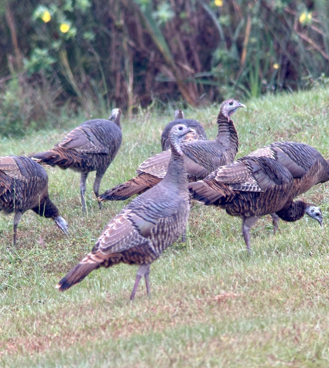 Wild Turkey - ML646605926