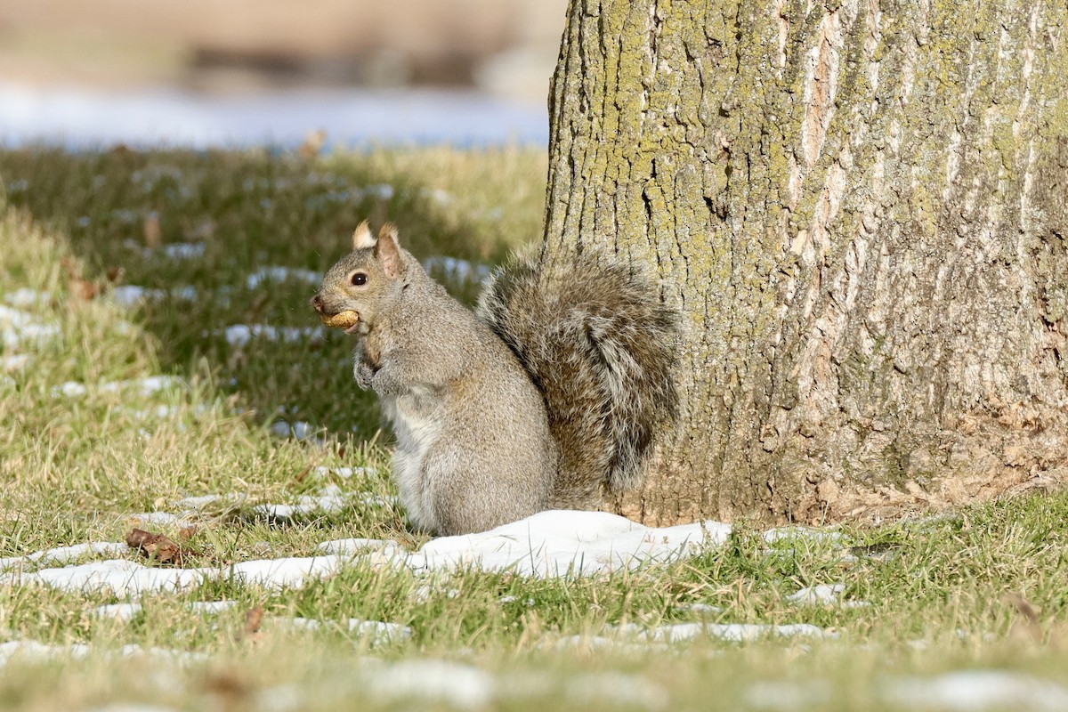 Animals - ML646605927