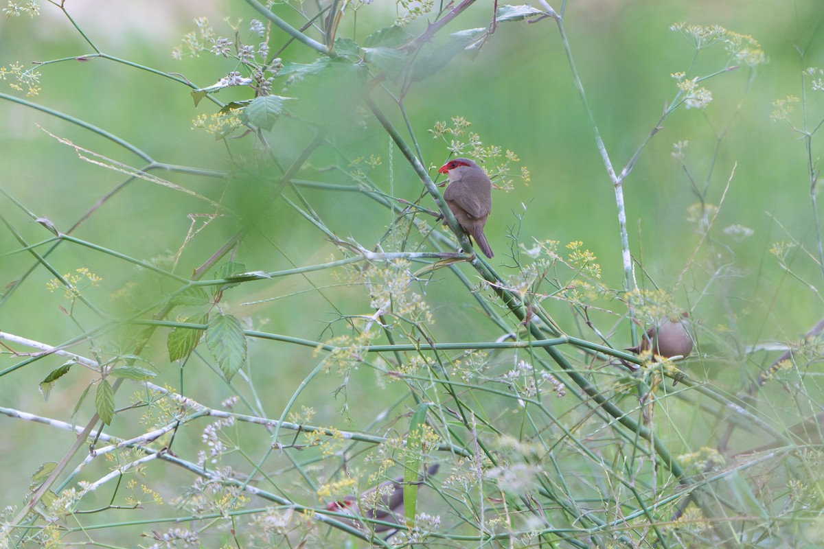 Common Waxbill - ML646605935
