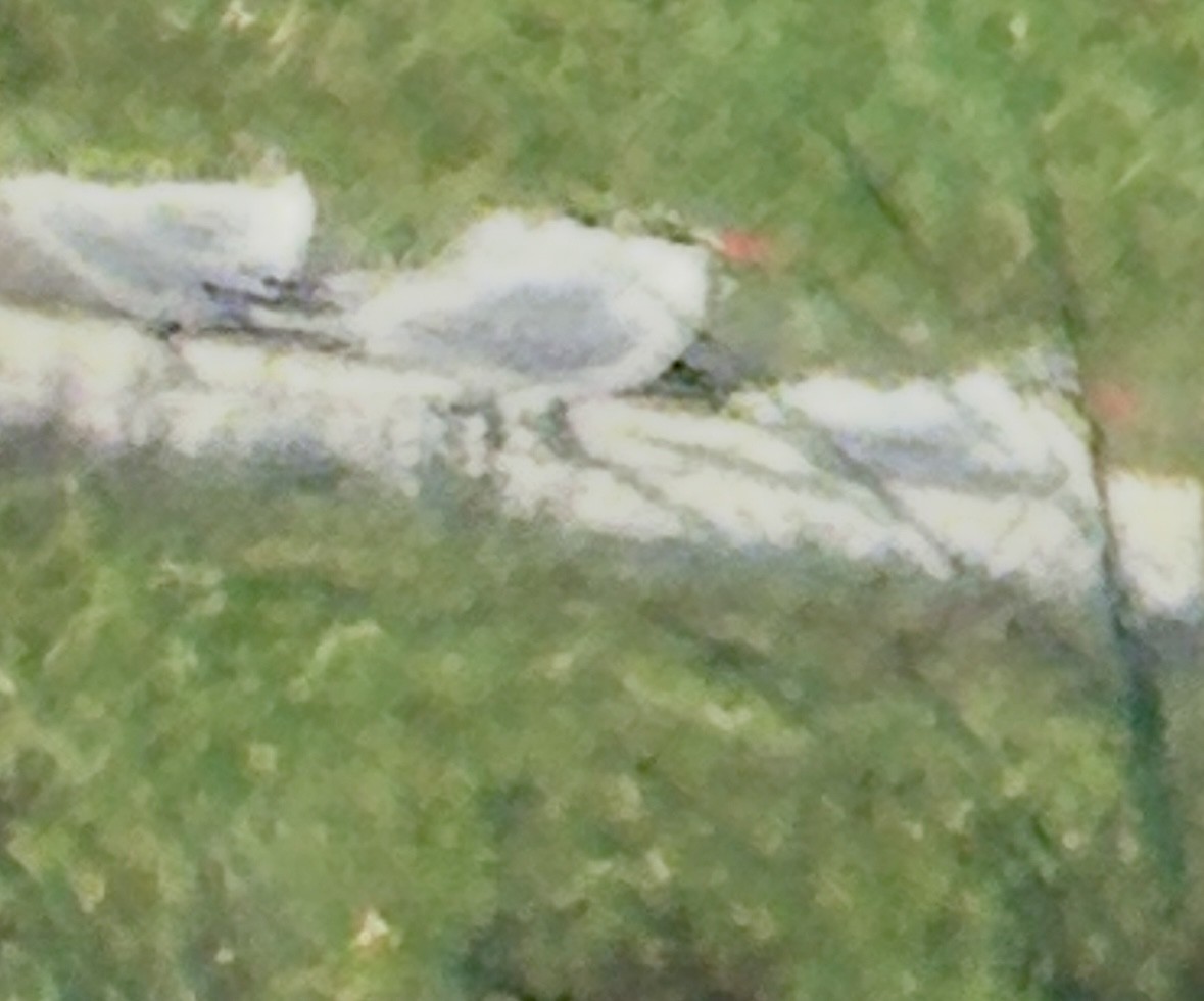 Pagaza Piquirroja - ML646605937