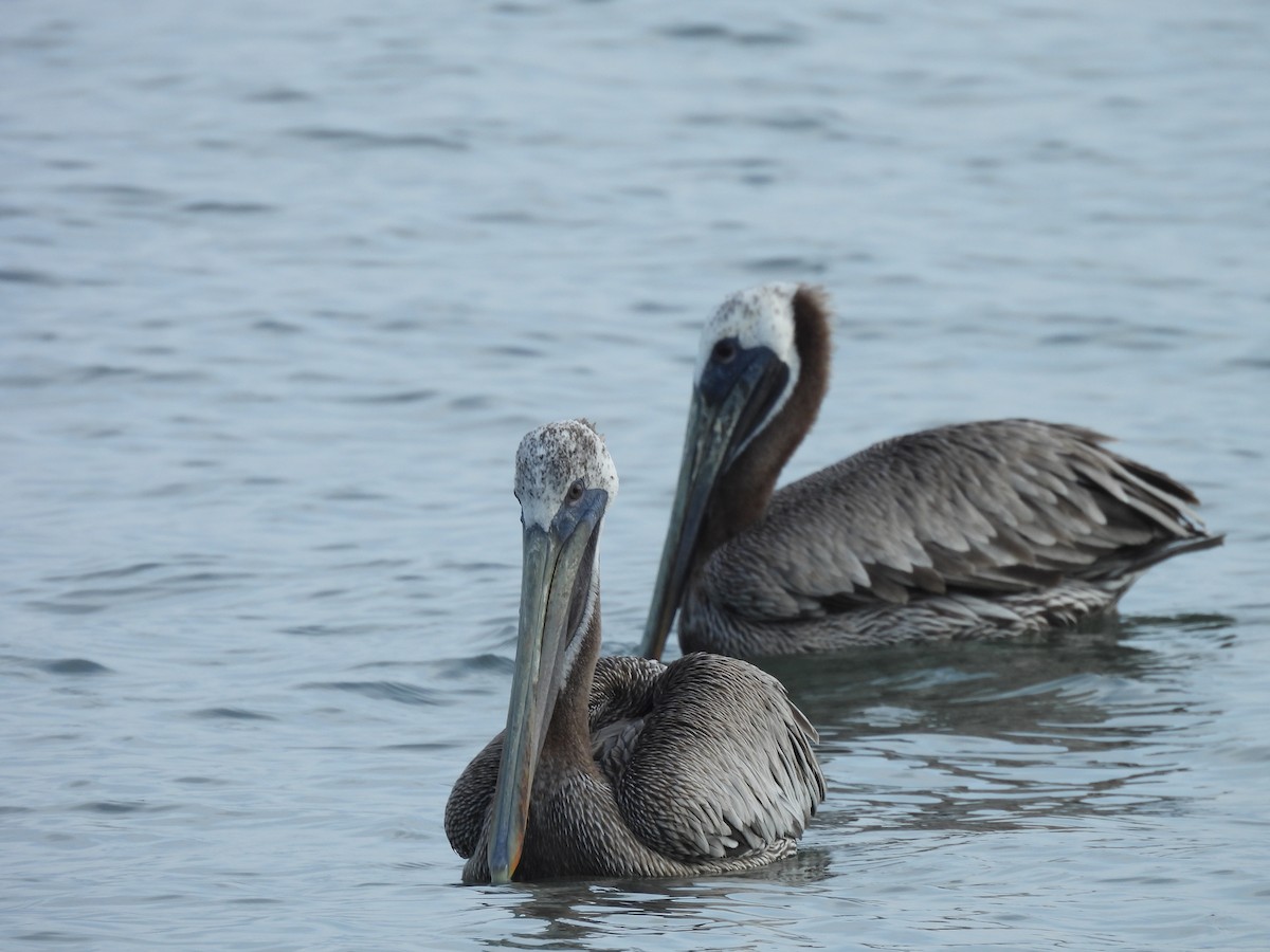 Brown Pelican - ML646605939