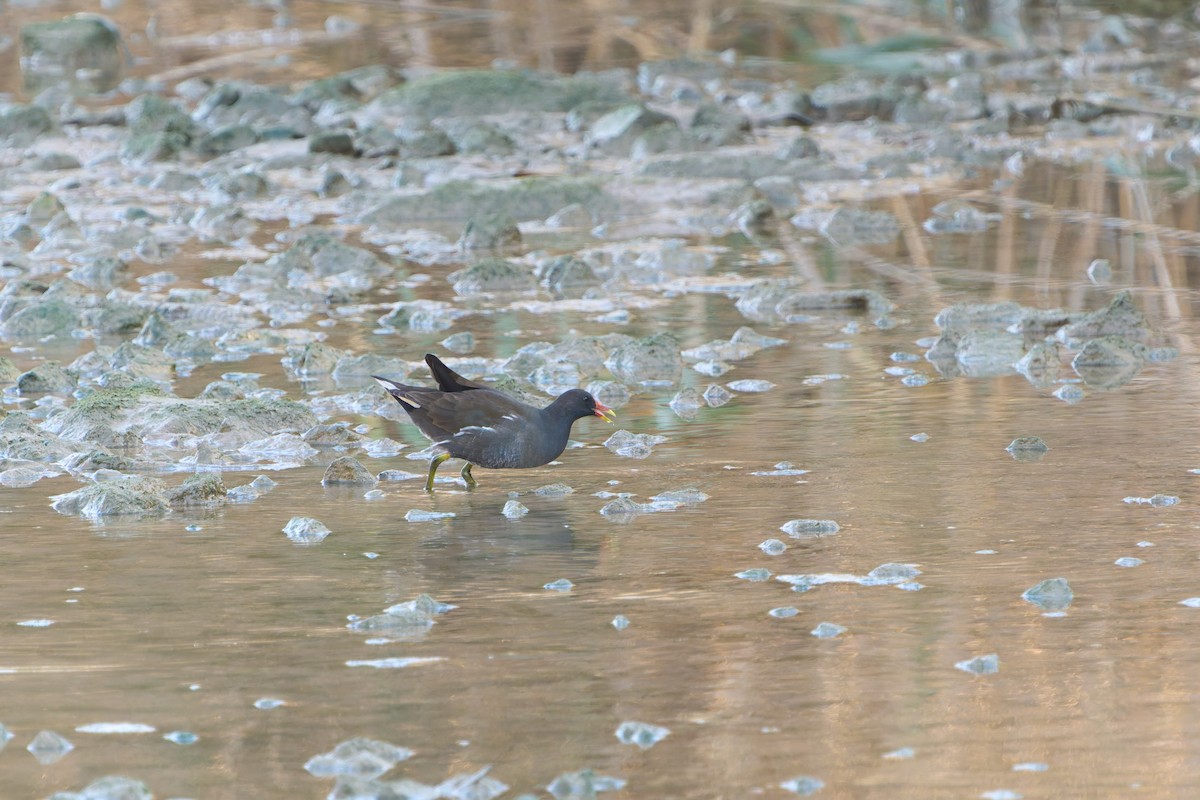 Eurasian Moorhen - ML646605942