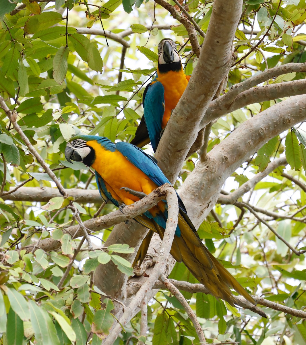 Blue-and-yellow Macaw - ML646605943