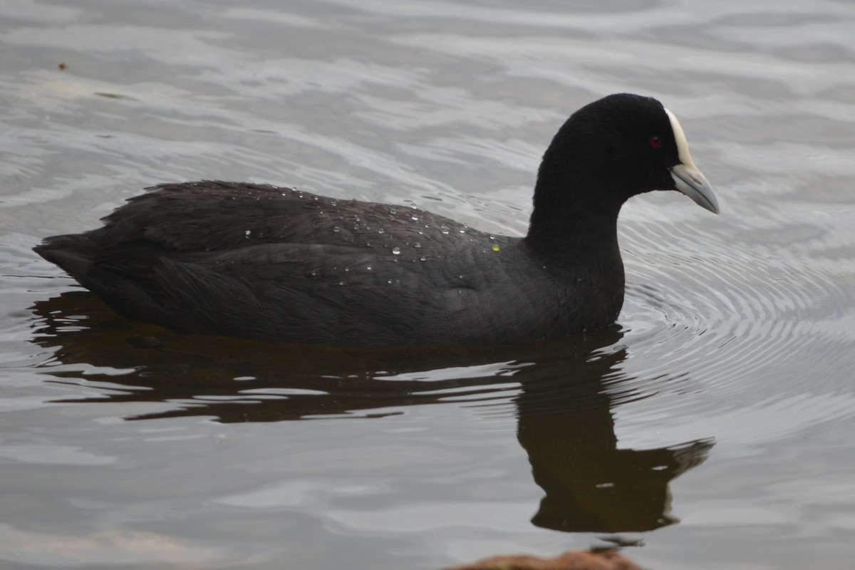 Eurasian Coot - ML646605944