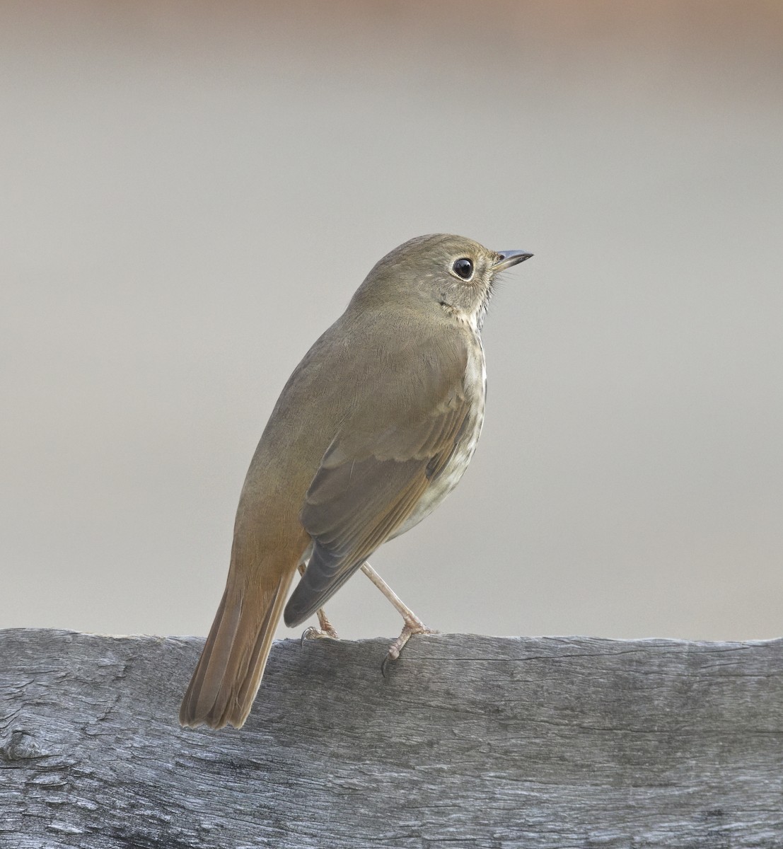 Hermit Thrush - ML646605945