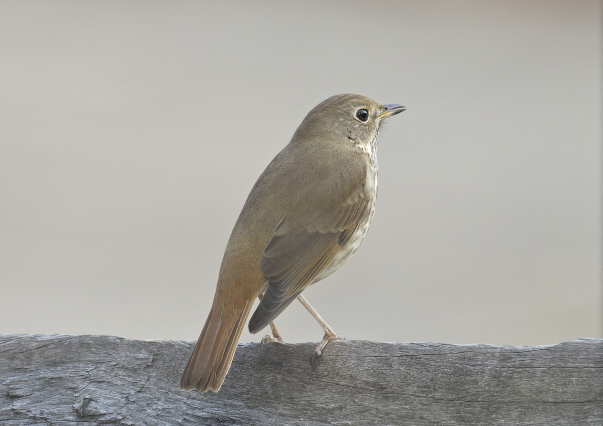 Hermit Thrush - ML646605946