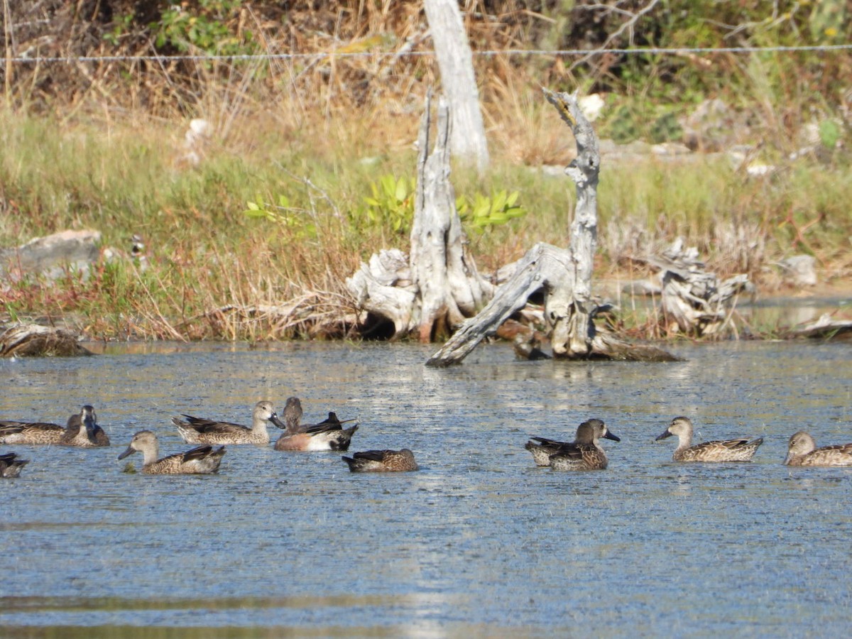 čírka modrokřídlá - ML646605949